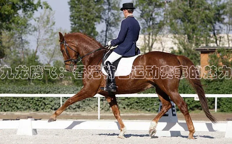 九龙腾飞：香港特色运动赛事的魅力
