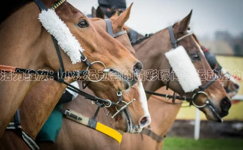 活力绽放：小班运动会的精彩瞬间与运动魅力